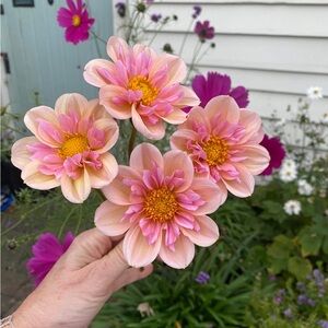 Meet your Posher, Sandra